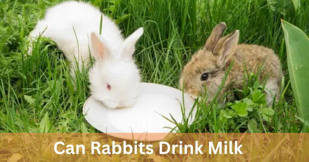 Can Rabbits Drink Milk