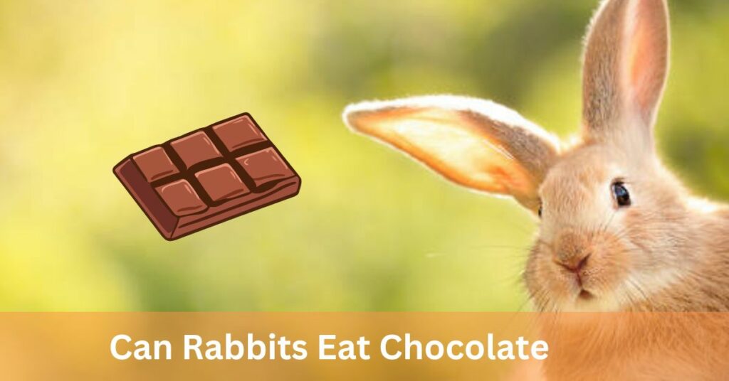Can Rabbits Eat Chocolate