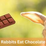 Can Rabbits Eat Chocolate – Understanding The Risks!