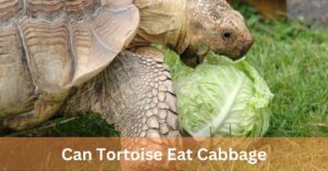 Can Tortoise Eat Cabbage