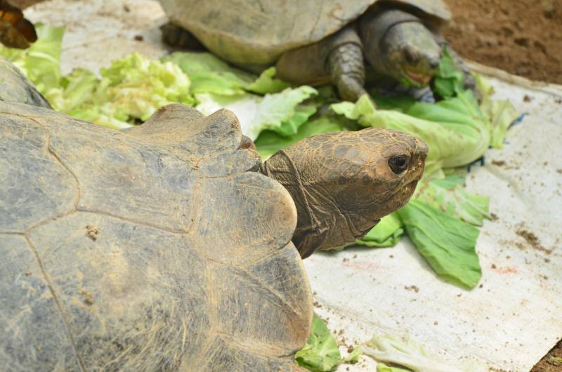 Can Tortoise Eat Cabbage - The Nutritional Value Of Cabbage