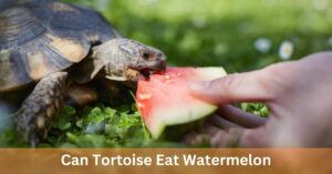 Can Tortoise Eat Watermelon