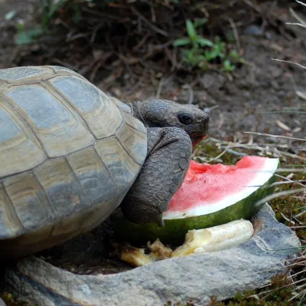 Can Tortoises Eat Watermelon Regularly