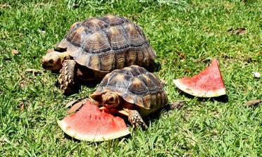 Can Tortoises Eat Watermelon Seeds