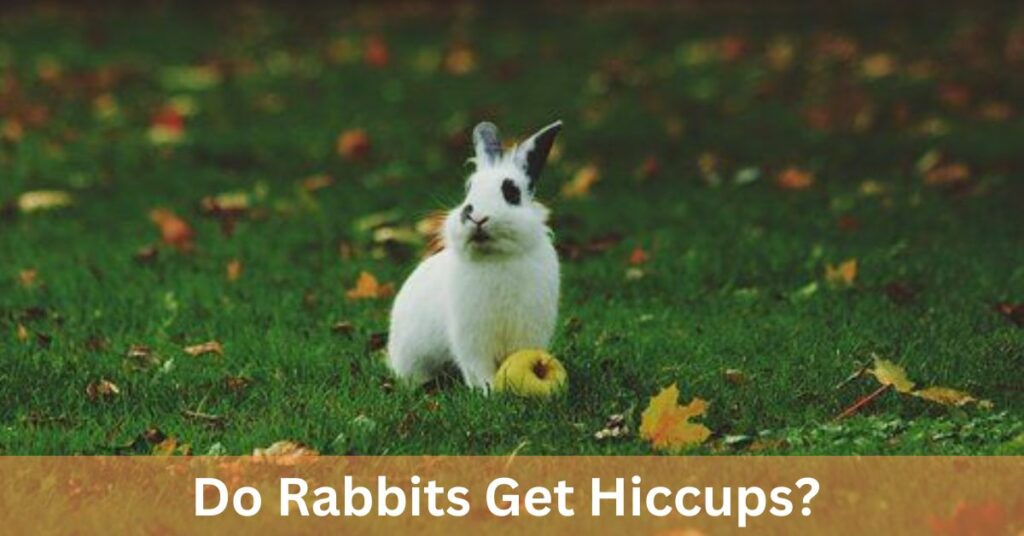 Do Rabbits Get Hiccups