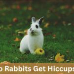 Do Rabbits Get Hiccups? – Tips to Keep Your Bunny Happy!