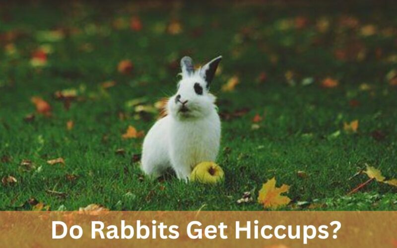 Do Rabbits Get Hiccups