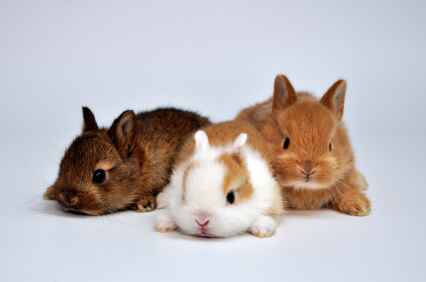 Dwarf Rabbits Size and Space