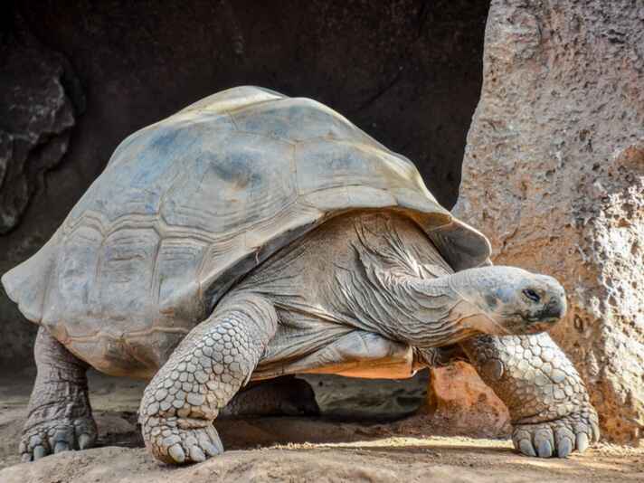Goitrogens in tortoise