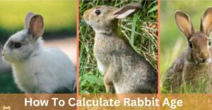 How To Calculate Rabbit Age