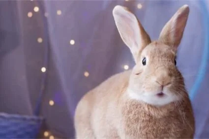 How To Recognize Hiccups In Rabbits