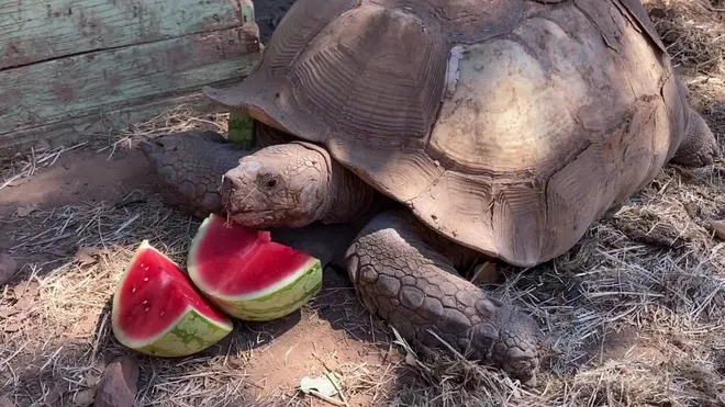 How To Safely Feed Watermelon To Tortoises