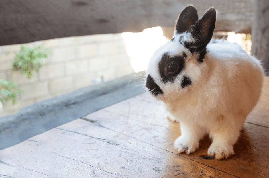 The personality of Dwarf rabbits