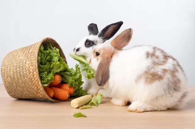 Understanding Rabbit Diets 