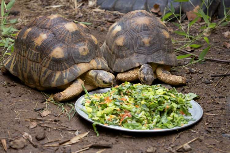 Understanding Tortoise Diets