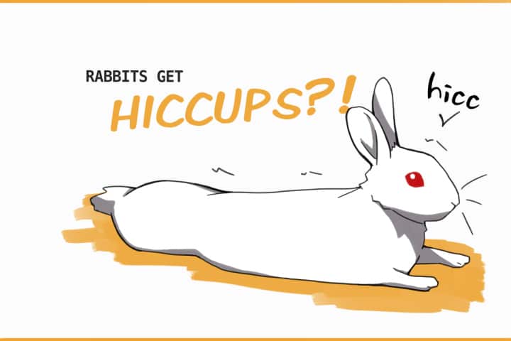 Why Do Rabbits Get Hiccups