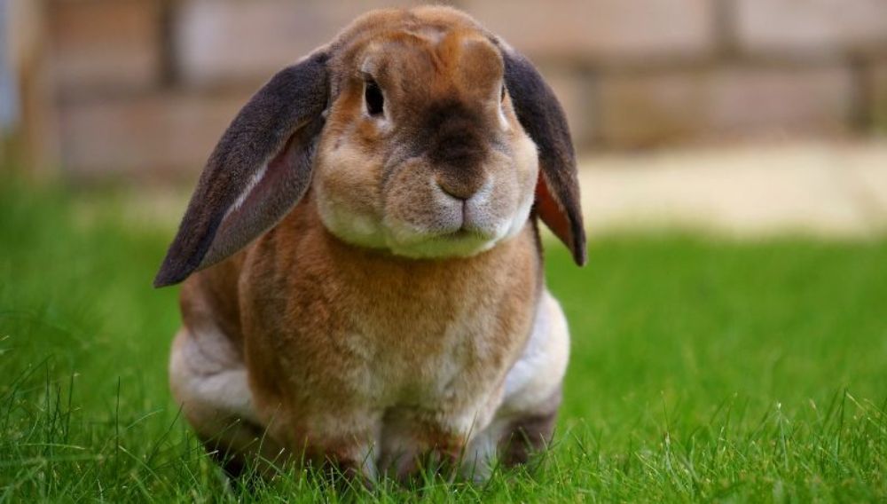 What Are The Signs Of Chocolate Toxicity In Rabbits