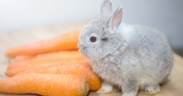 What Do Dwarf Rabbits Eat