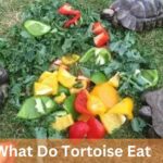 What Do Tortoise Eat –  A Simple Guide!