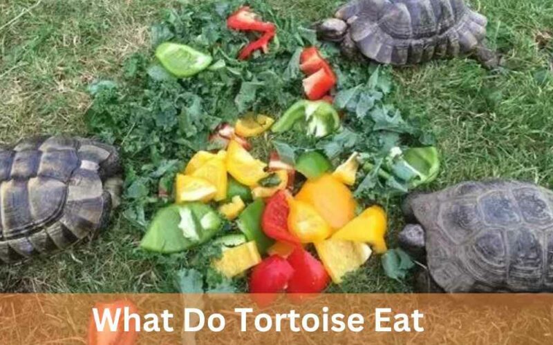 What Do Tortoise Eat