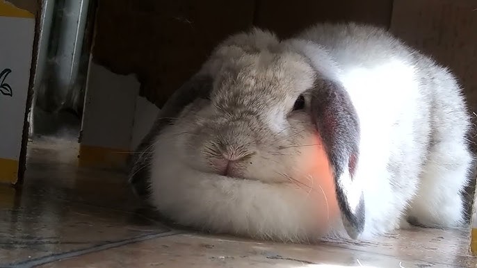 What To Do If Your Rabbit Has Hiccups