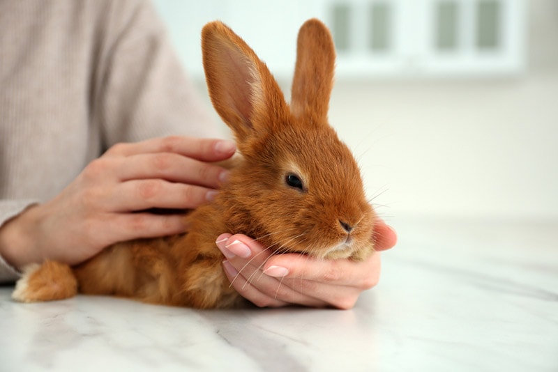 When To Be Concerned For Rabbits