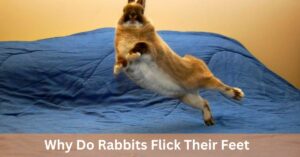 Why Do Rabbits Flick Their Feet