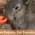 Can Rabbits Eat Tomatoes – A Comprehensive Guide!