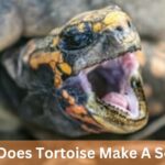 Why Does Tortoise Make A Sound – A Closer Look!