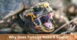 Why Does Tortoise Make A Sound
